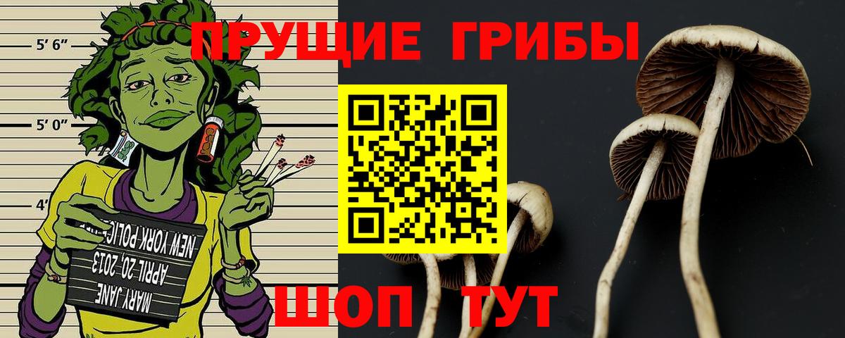 Псилоцибиновые грибы Cubensis Сергиев Посад